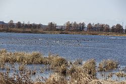 河跡湖に水鳥